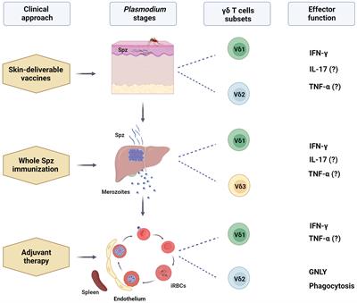 γδ T cells as immunotherapy for malaria: balancing challenges and opportunities